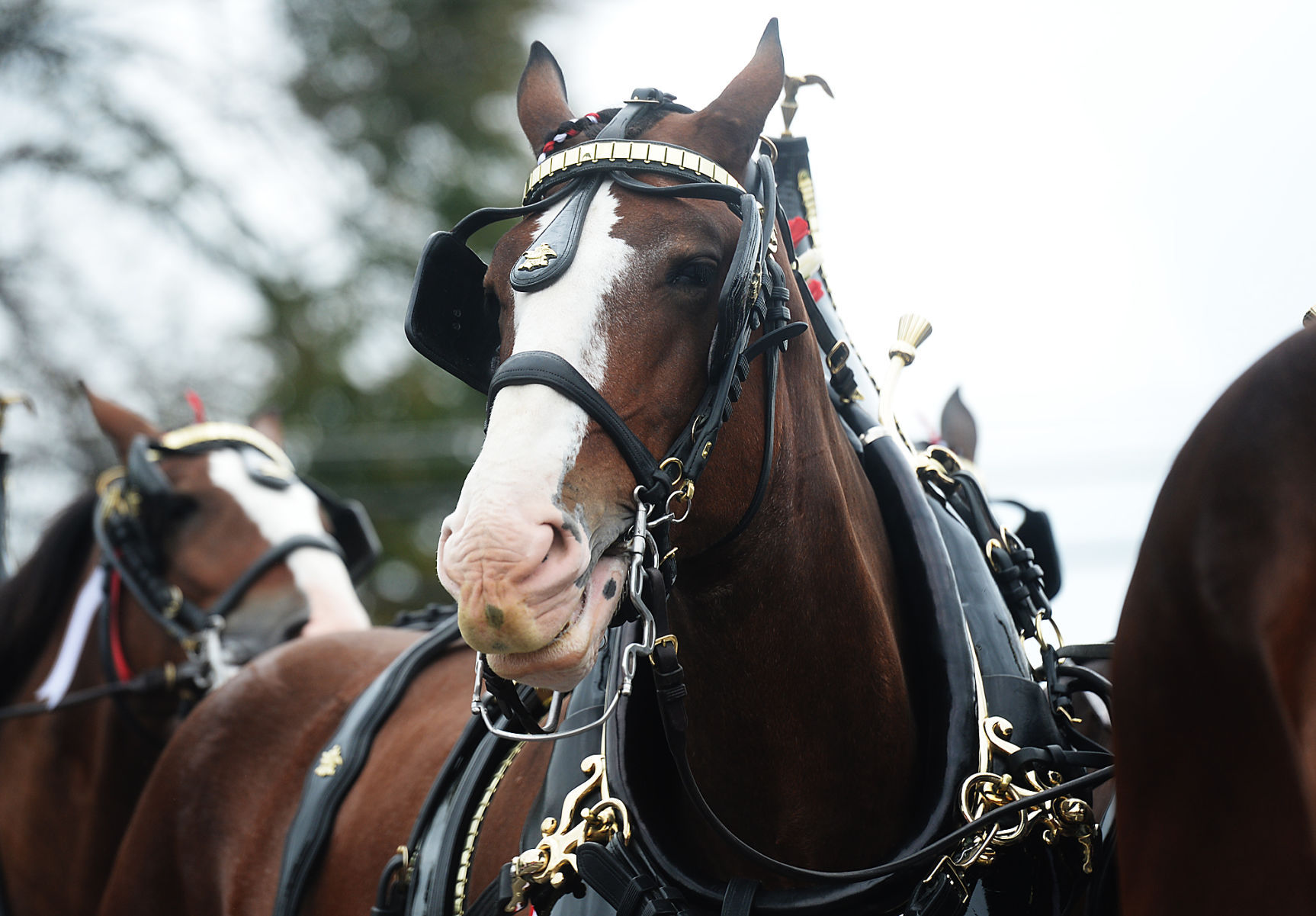 Budweiser Clydesdales Visit Shippensburg